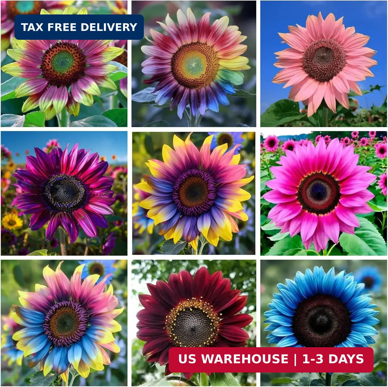 200+ Giant Sunflower Seeds for Planting – Mixed Sunflower Seeds Non-GMO Heirloom