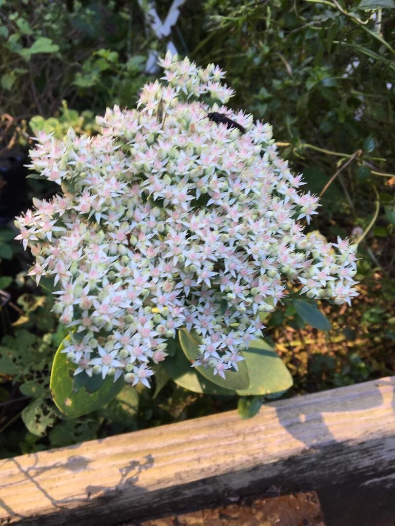 White Pink Crystal Sedum Stone Crop Perennial Flower 100 Seeds USA Seller