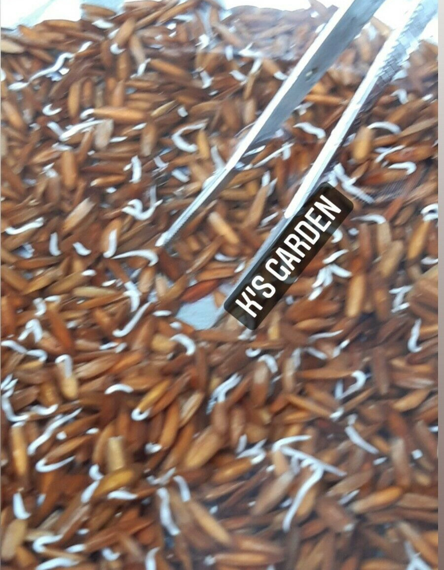 5 PCS RIVER LEAF VINE SEEDS , HAT LÁ GIANG |HIGH GERMINATION RATE 85%|