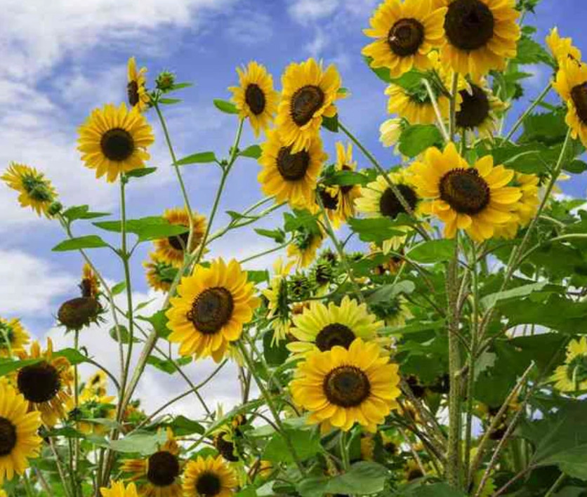 Sunflower GIANT TRIO MIX Mammoth Mongolian Skyscraper Heirloom Non-GMO 75 Seeds!