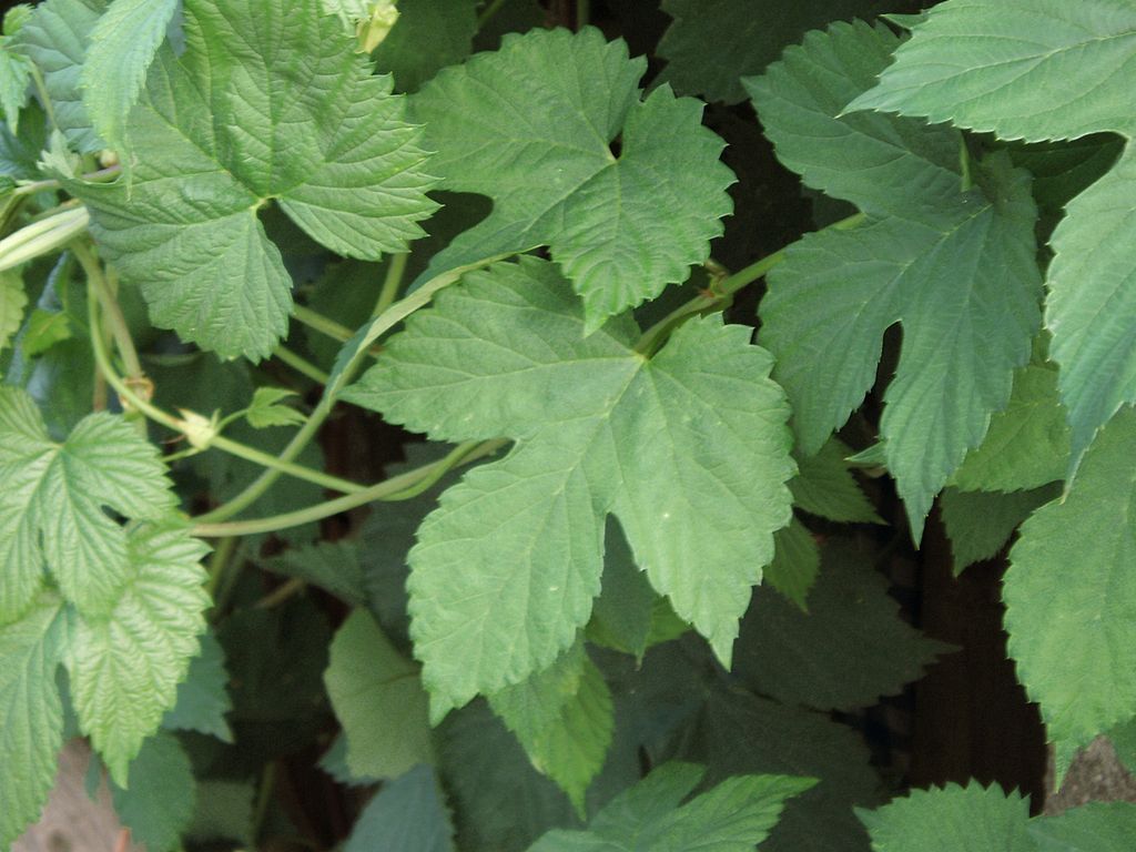 Hops, Humulus lupulus, Perennial Vine Seeds