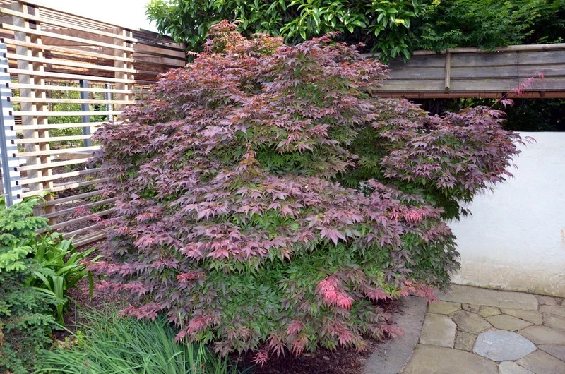 “Oregon Sunset” Maple Tree Seeds Acer Semi – Dwarf Hardy – Zone 5 Red Orange