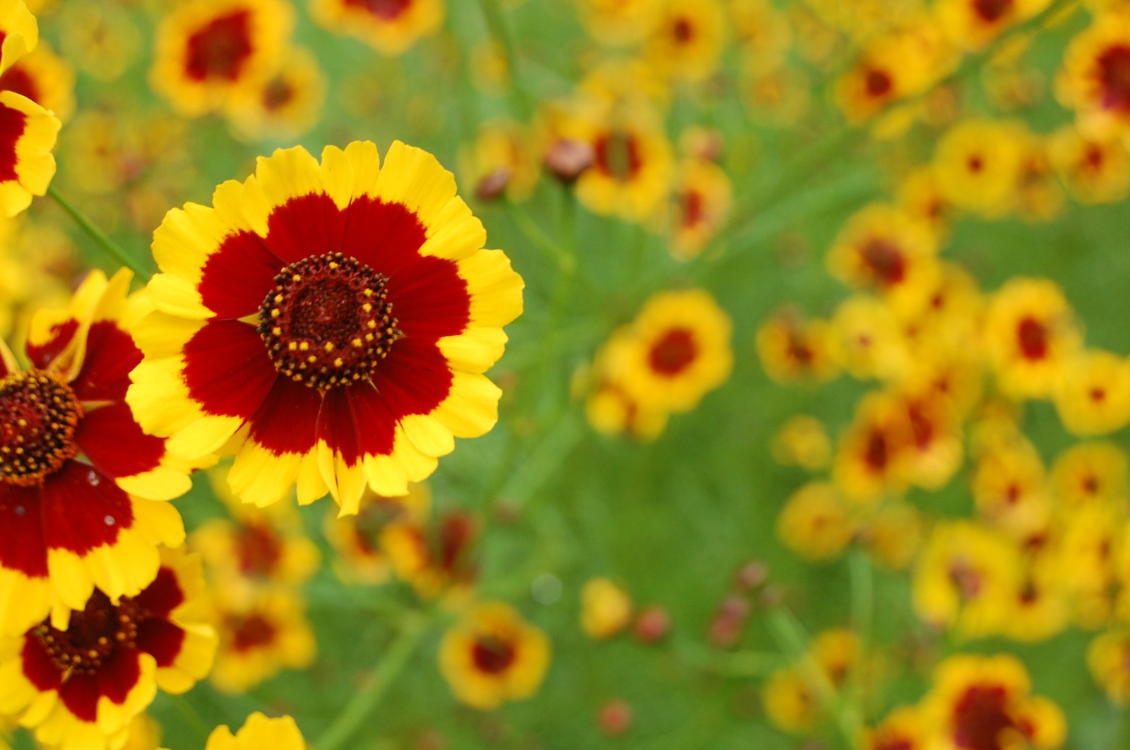 1 gram+ Coreopsis tinctoria Seeds/Tall Plains Coreopsis/Central US Native Plant