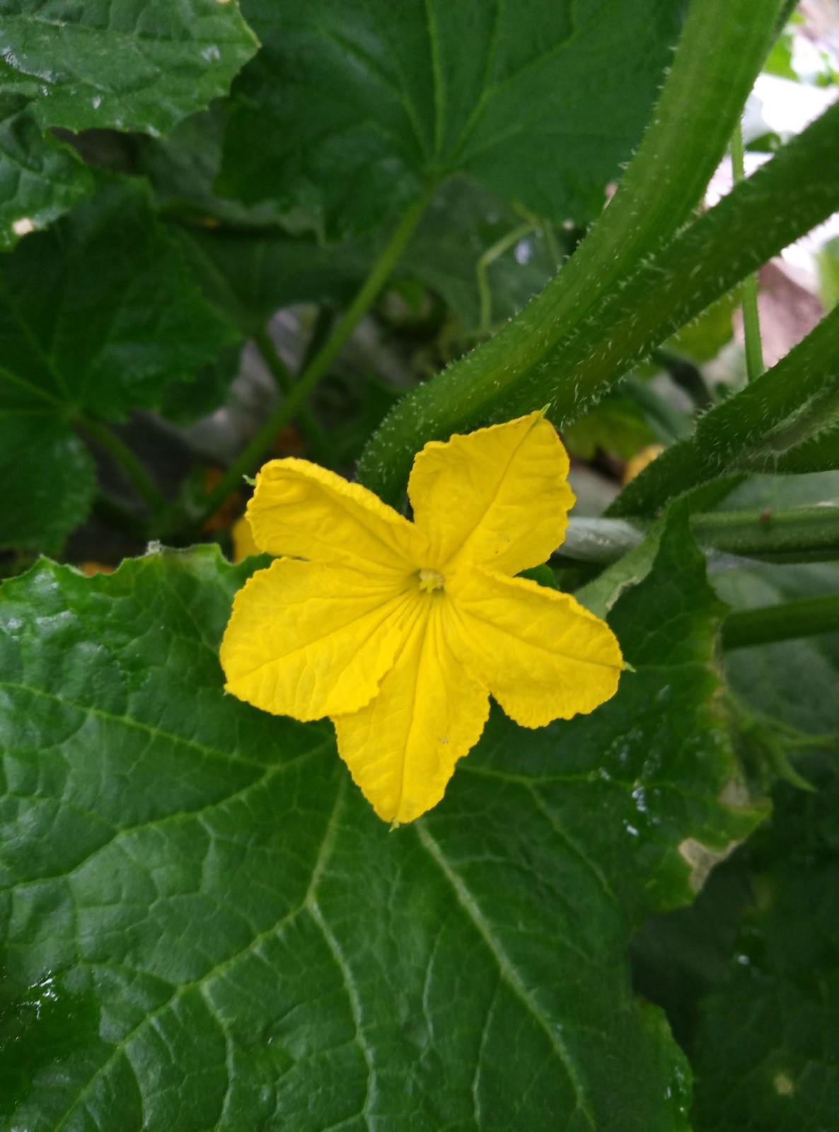 Luffa Cylindrica Vegetable Sponge Seeds Non GMO 12 – 24″ Fruits Dry for Sponge