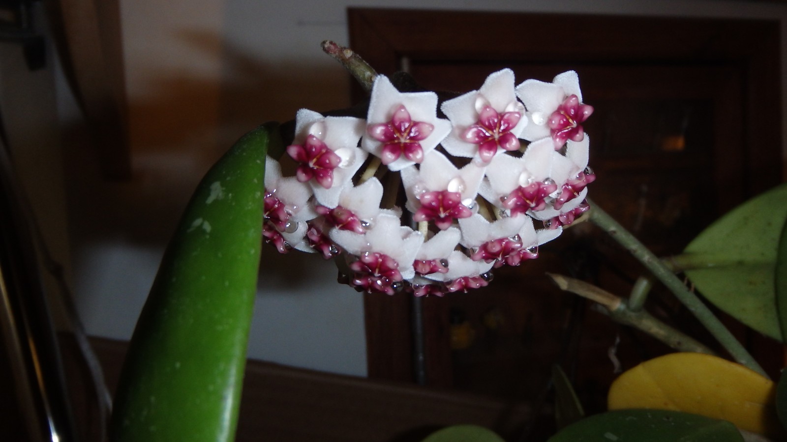 Hoya Obovata starter plant, well rooted, sent with the container, Wax plant