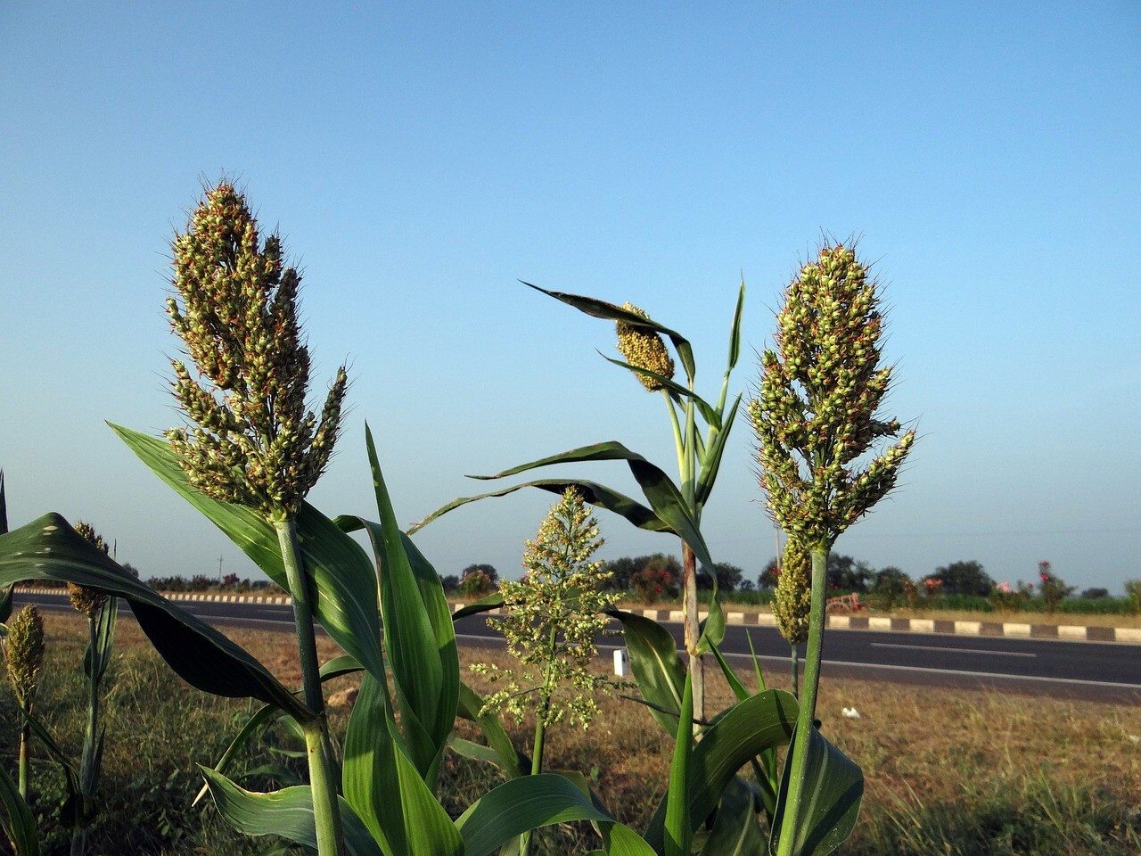 WGF Sorghum Seeds for Planting – High Yield Drought Tolerant Wildlife Forage
