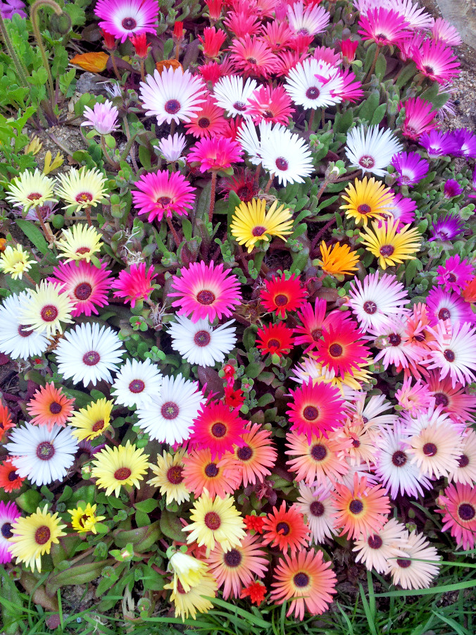 8000+ICE PLANT MIX Flower Seeds Groundcover Drought Heat Poor Soils Fast Easy