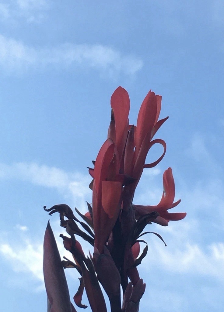 Canna Lily & Elephant Ear Bulbs Large 6 Pk Red Flowers Purple Leaves Tropical