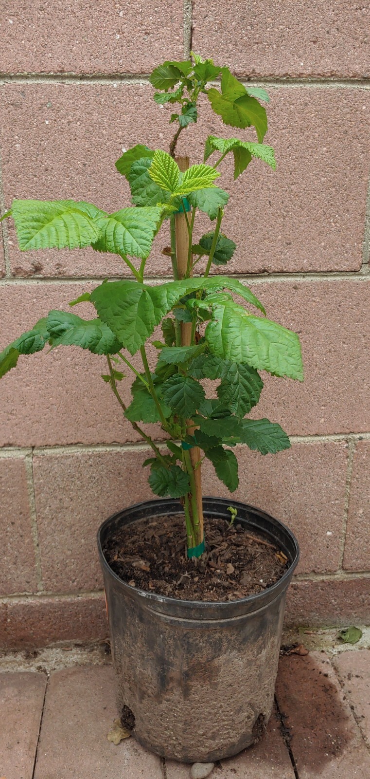 Blackberry (olallie) Live Plant