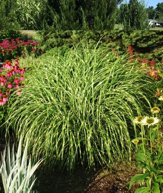 10+ ZEBRA GRASS Variegated Maiden Grass Miscanthus Sinensis Zebrinus Seeds
