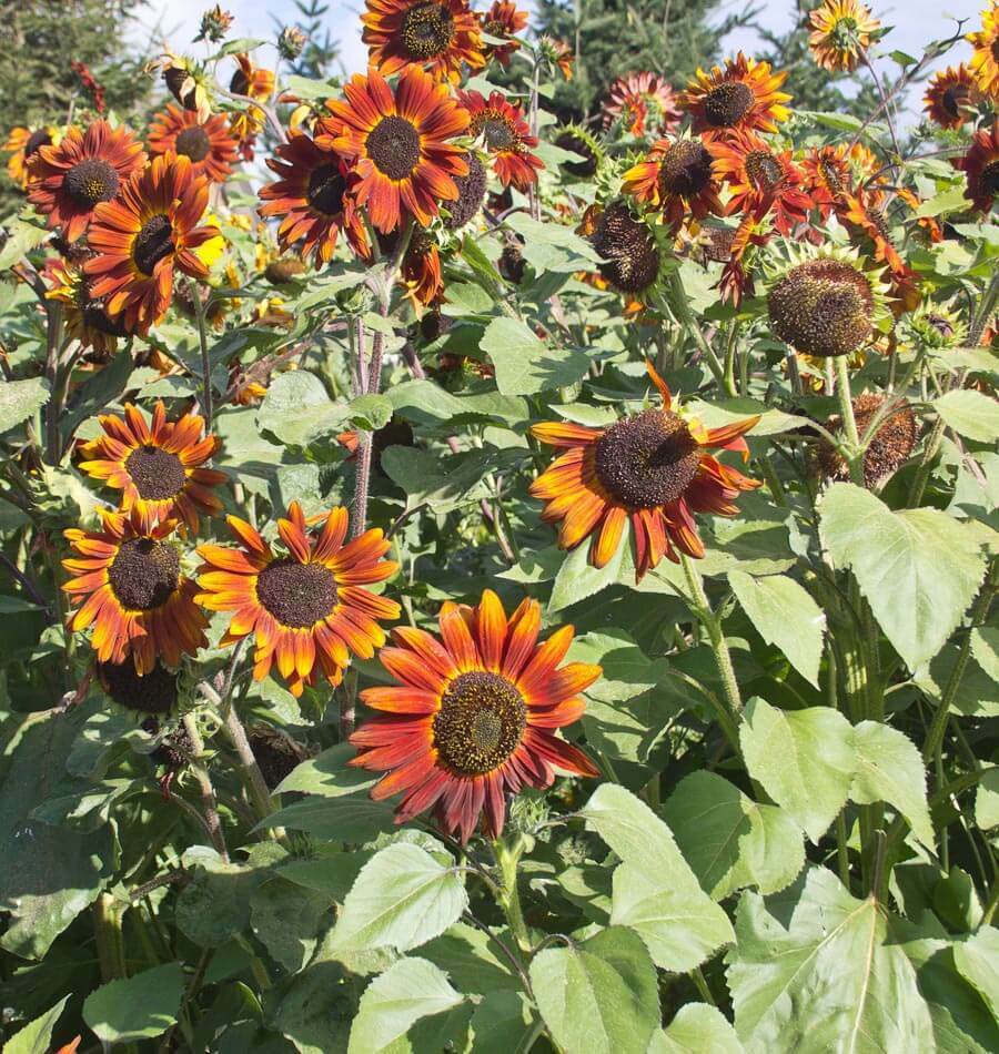 Sunflower Seeds Velvet Queen 50+ Annual Flower FREE SHIPPING NATIVE WILDFLOWER