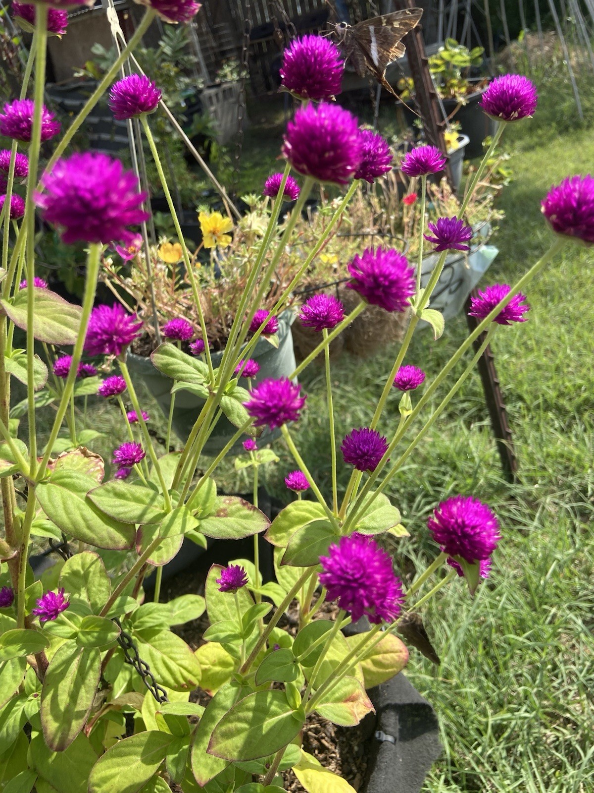 Globe Amaranth / Gomphrena / Purple – 30 Seeds / FREE Shipping