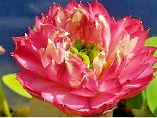 5 POLYPHYLL RED LOTUS SEEDS – Nelumbo Nucifera