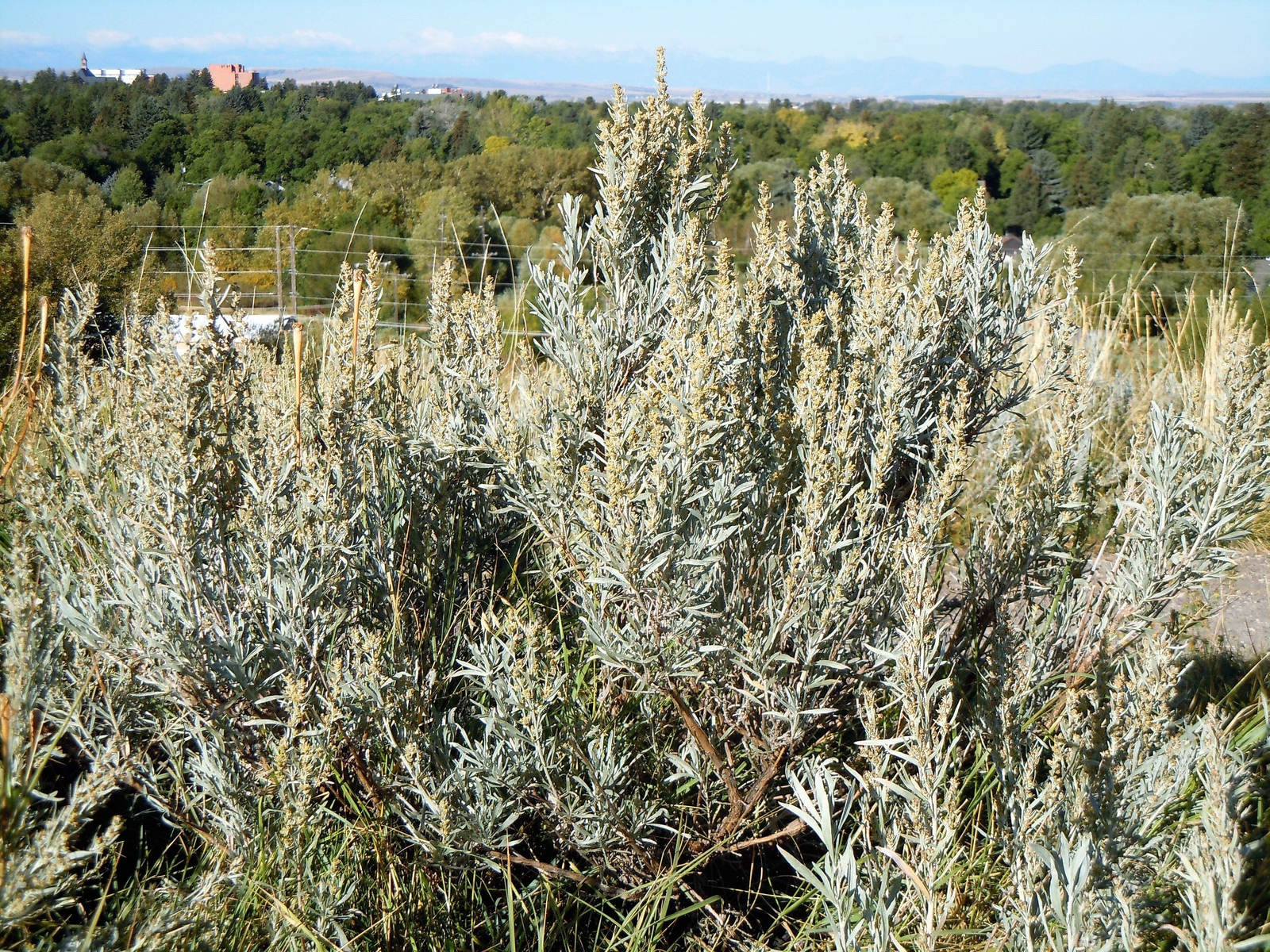 100 SILVER SAGEBRUSH Artemisia Cana Dwarf Sagebrush Wormwood Herb Flower Seeds