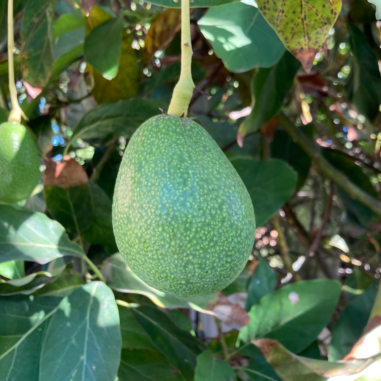 4 Bacon Avocado Seeds | USA Grown | Non GMO, naturally grown