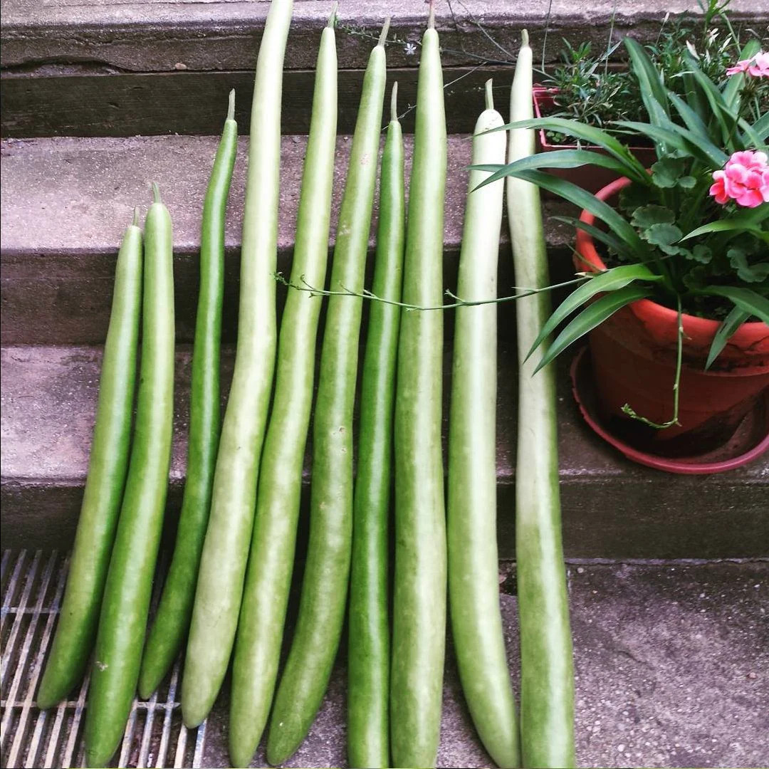 Cucuzza Squash Seeds | Cucuzzi Snake Gourd Tromboncino Opo Long Bottle Seed 2024