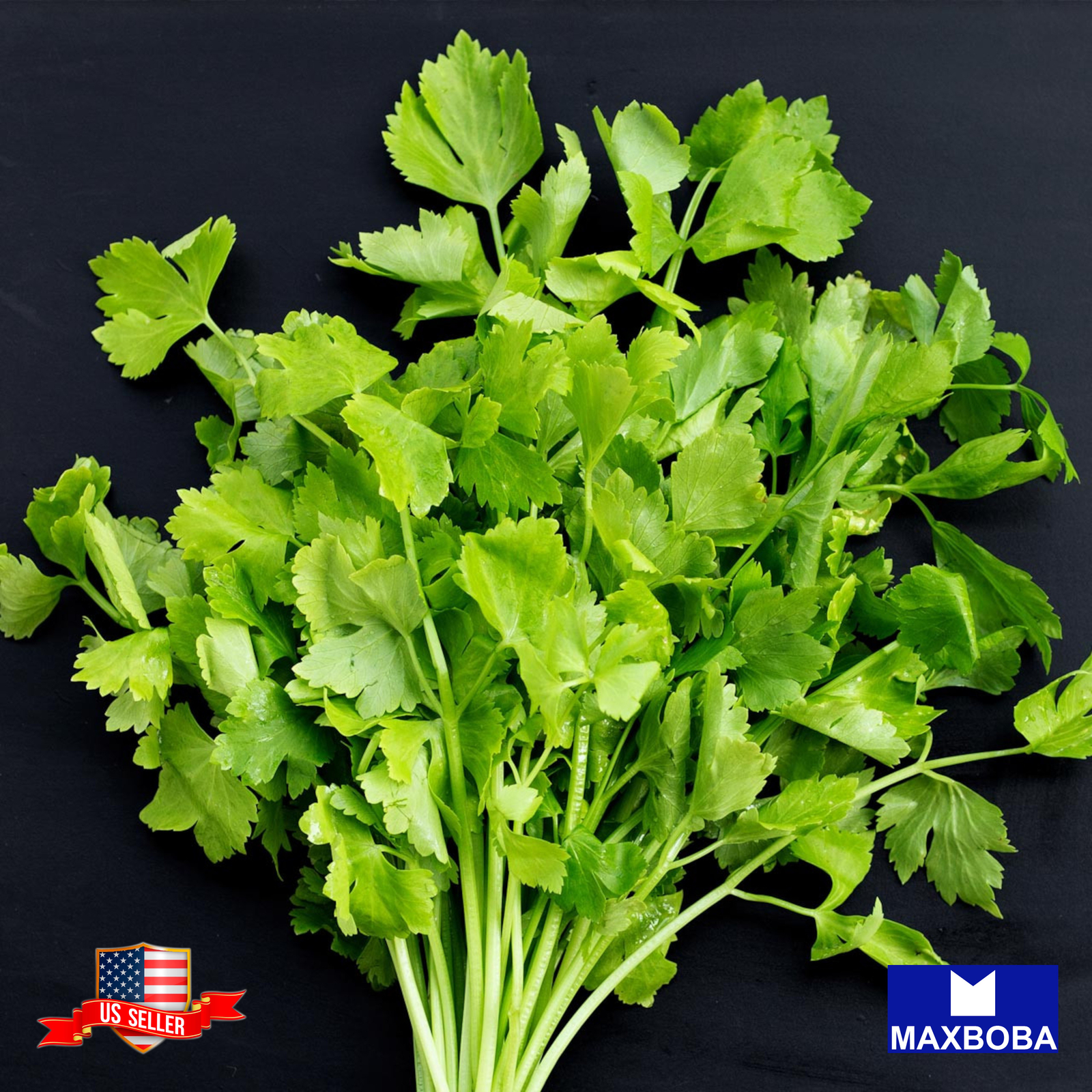 500 Cilantro Seeds Leisure (aka) Chinese Parsley Non-GMO Heirloom BOGO 50% OFF