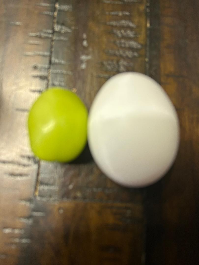 Shine Muscat Seedless grape- 3 fresh cuttings, no roots, rooting or grafting