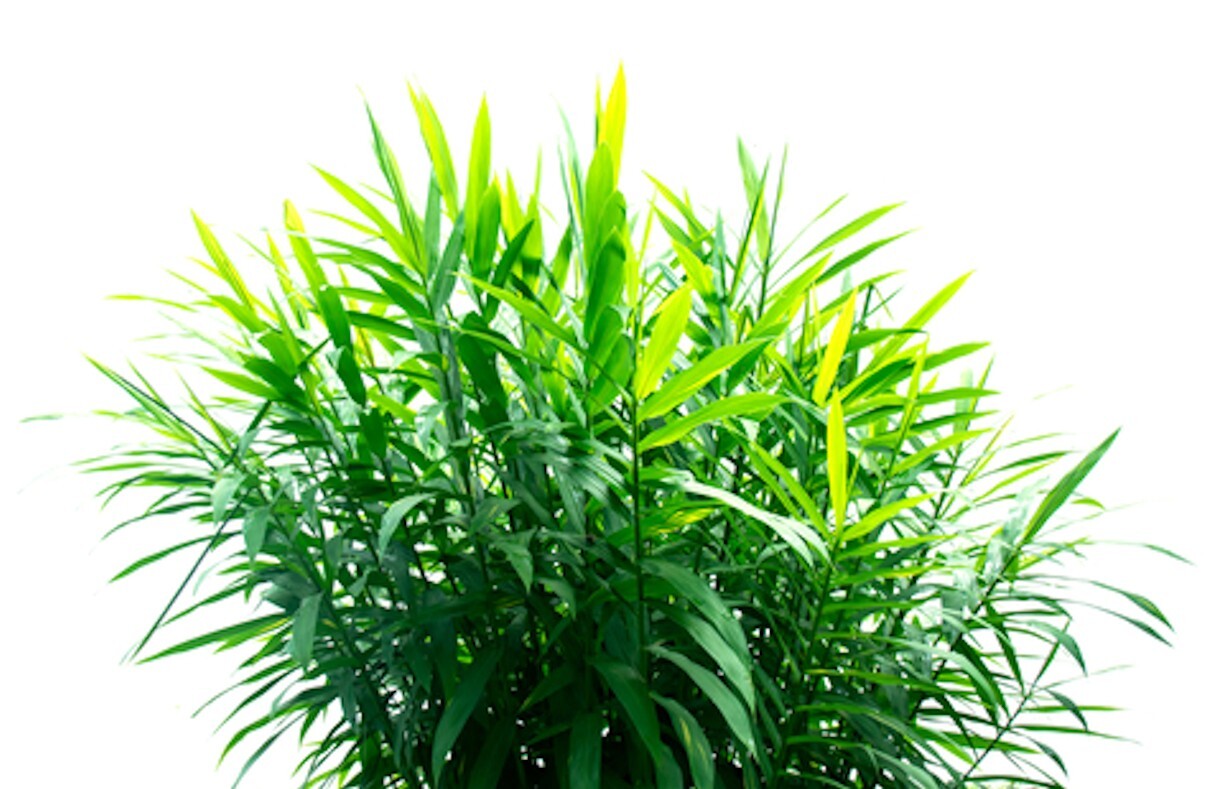 Bengal Ginger -Zingiber rubens- 10 Seeds