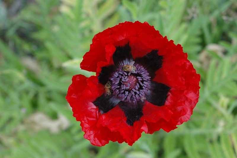 Poppy – Papaver orientale – Oriental Poppy Color Mix seed