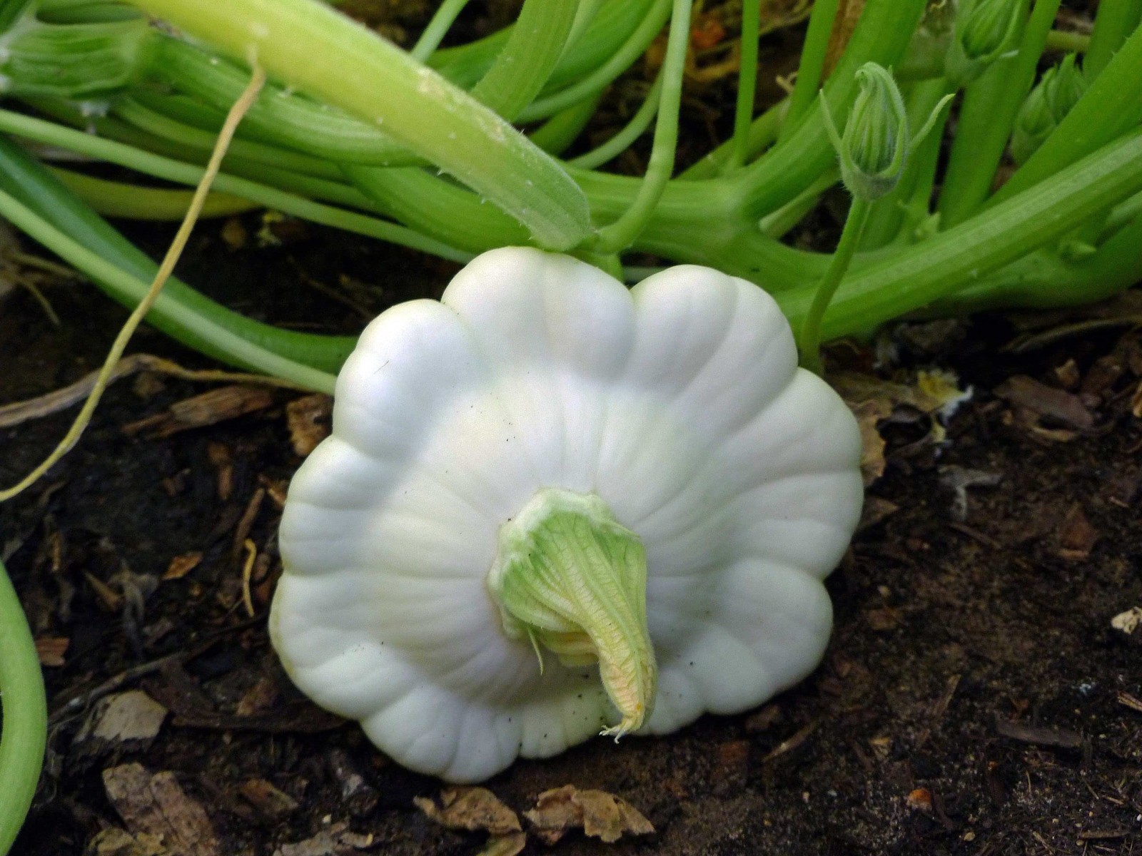 50 Early White Bush Scallop Summer Squash Seeds for Planting. Non GMO