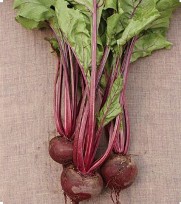 200 Early Wonder Beet Seeds-Open Pollinated-Non GMO-Organic