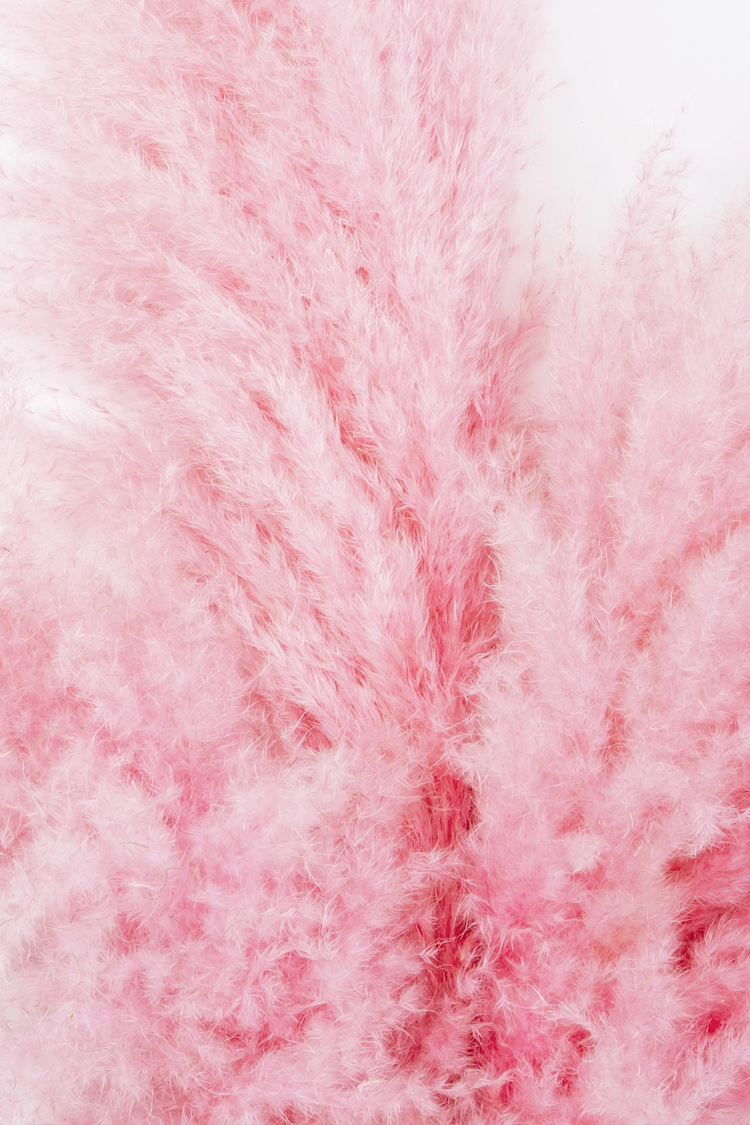 200 Ornamental PINK PAMPAS GRASS Cortaderia Selloana Rosea Seeds