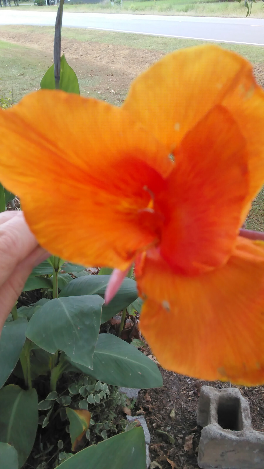 Canna Lily ‘Orange Beauty’, Canna x generalis ‘Orange Beauty’- 5 Bulbs