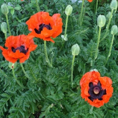 Mixed Colors Oriental Poppy Seeds For Planting Stratified Perennial Fresh Seeds