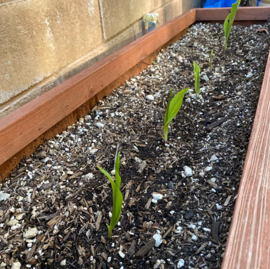 Lily of the Valley – 5 Fresh Roots – Ready for Planting – No Shipping AK, HI, PR