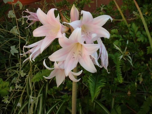 Amaryllis Belladonna Pink Naked Lady Ladies 5 bulbs Bulb