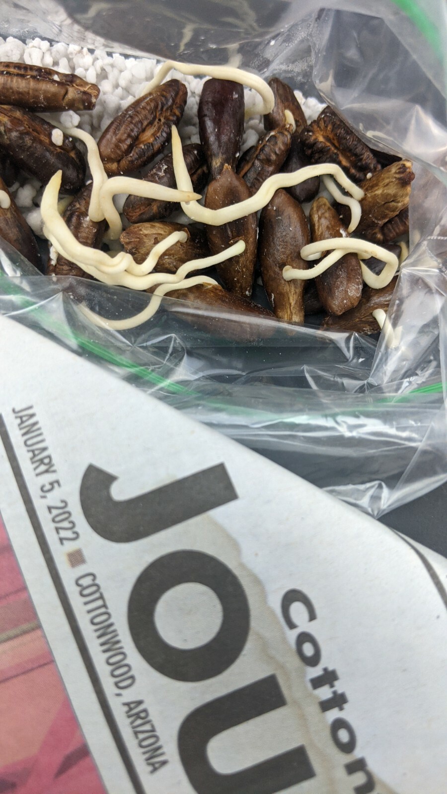 15 Medjool Date Seeds+ 5Dayri Date Palm Pits– 20Fresh SEEDS From Arizona
