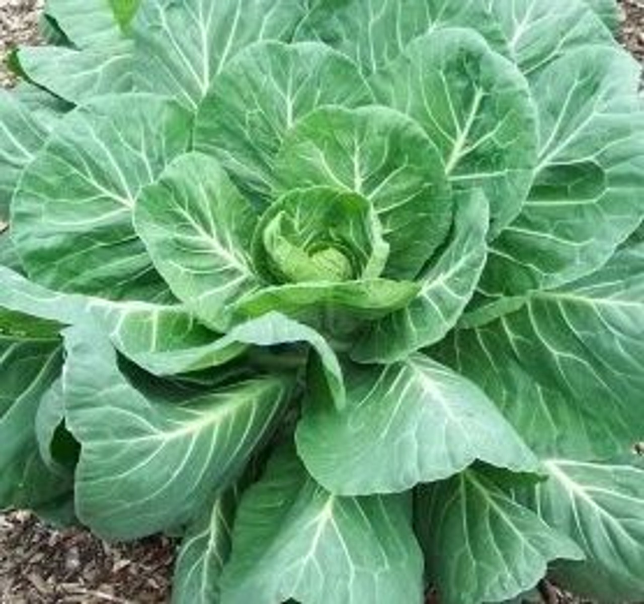 Georgia Southern Collard Seeds, NON-GMO, FREE SHIPPING