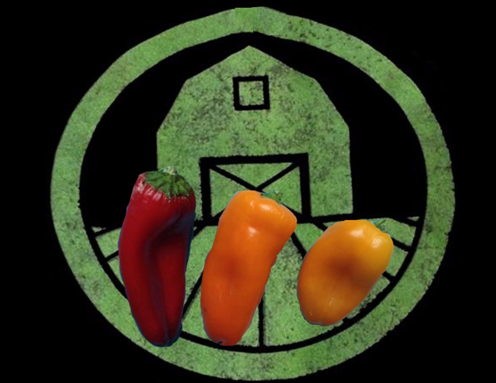 10+ Mini Sweet Red, Orange, Yellow Mixed Pepper seeds (chili, chile)