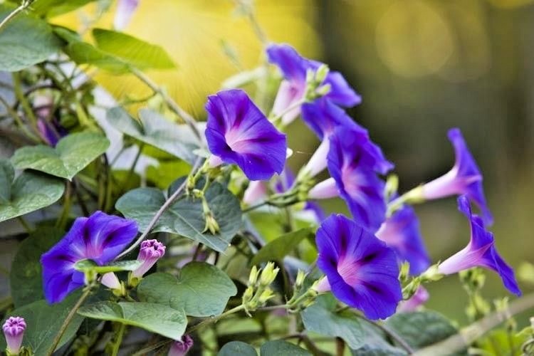 70+MORNING GLORY Mix Flower Seeds Wildflower Climbing Flowering Vine Container