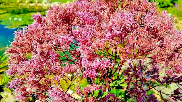 JOE PYE WEED 1001 SEEDS BONSET, EUPATORIUM PURPUREUM, TALL WILDFLOWER, BULK