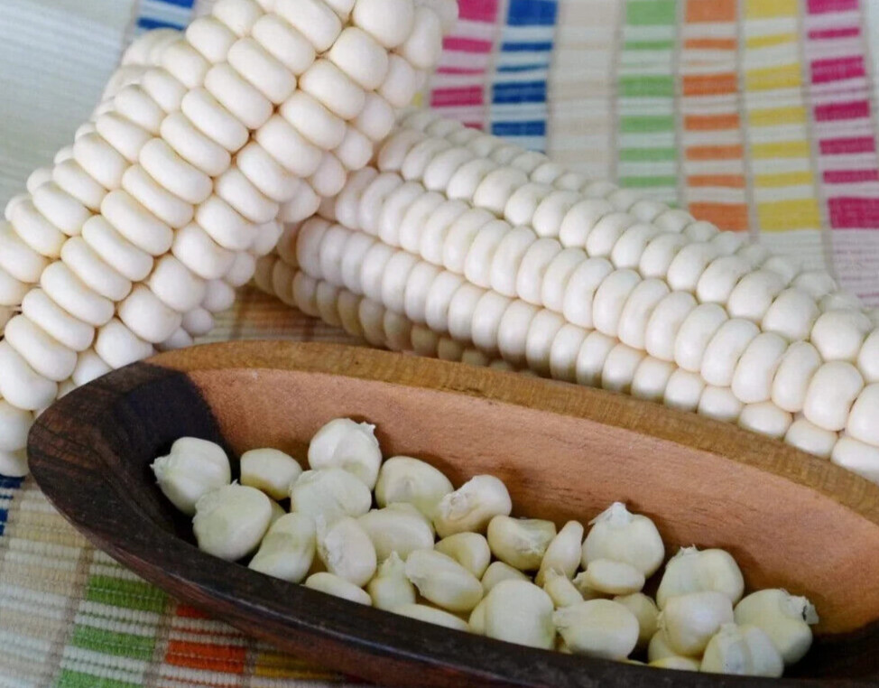 Corn Seeds 50 Rare Onieda White Flour Corn Seed Native American Heirloom Organic