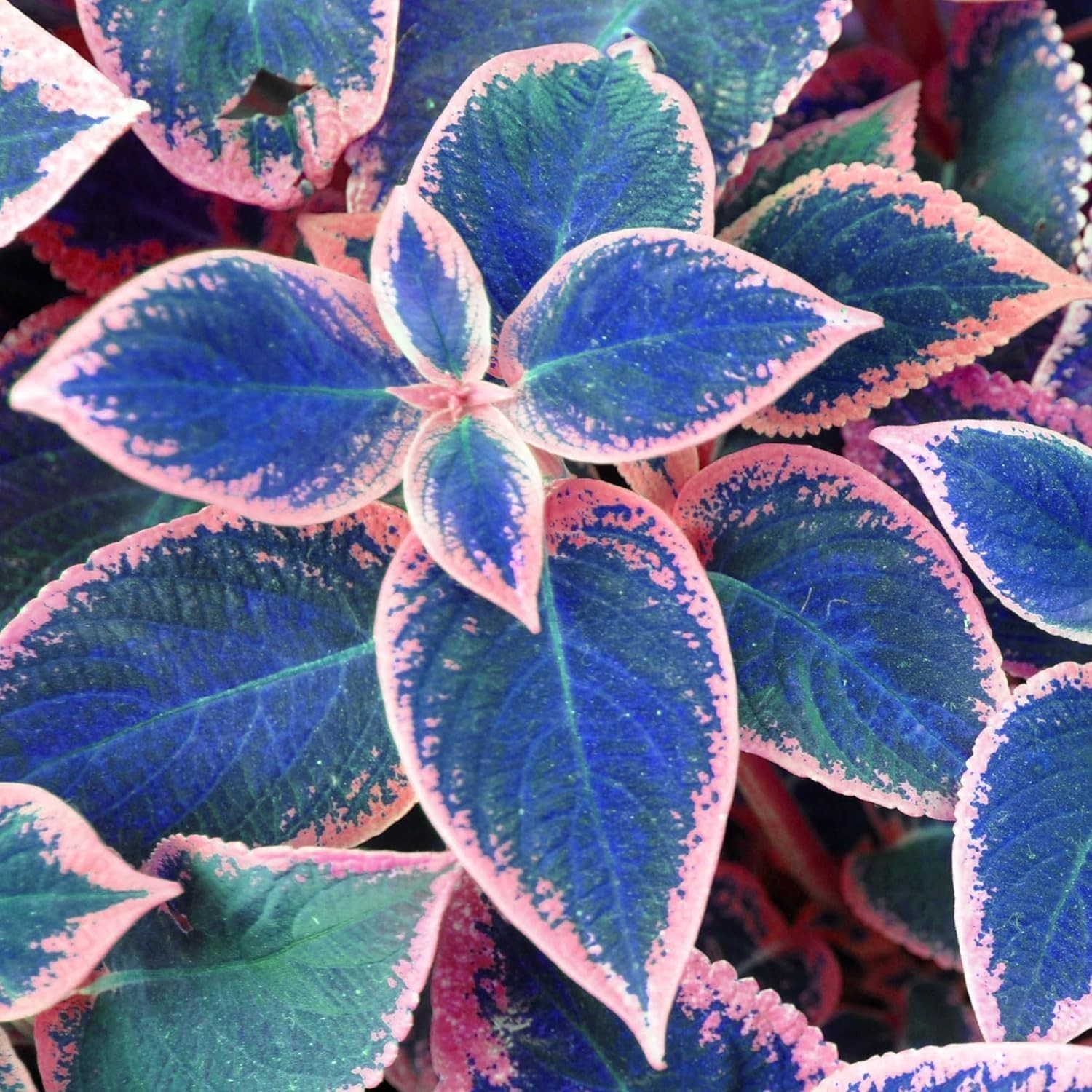 Coleus Seeds, 100 Pack, Indoor Outdoor Colorful Foliage Plant, Shade-Loving Gard