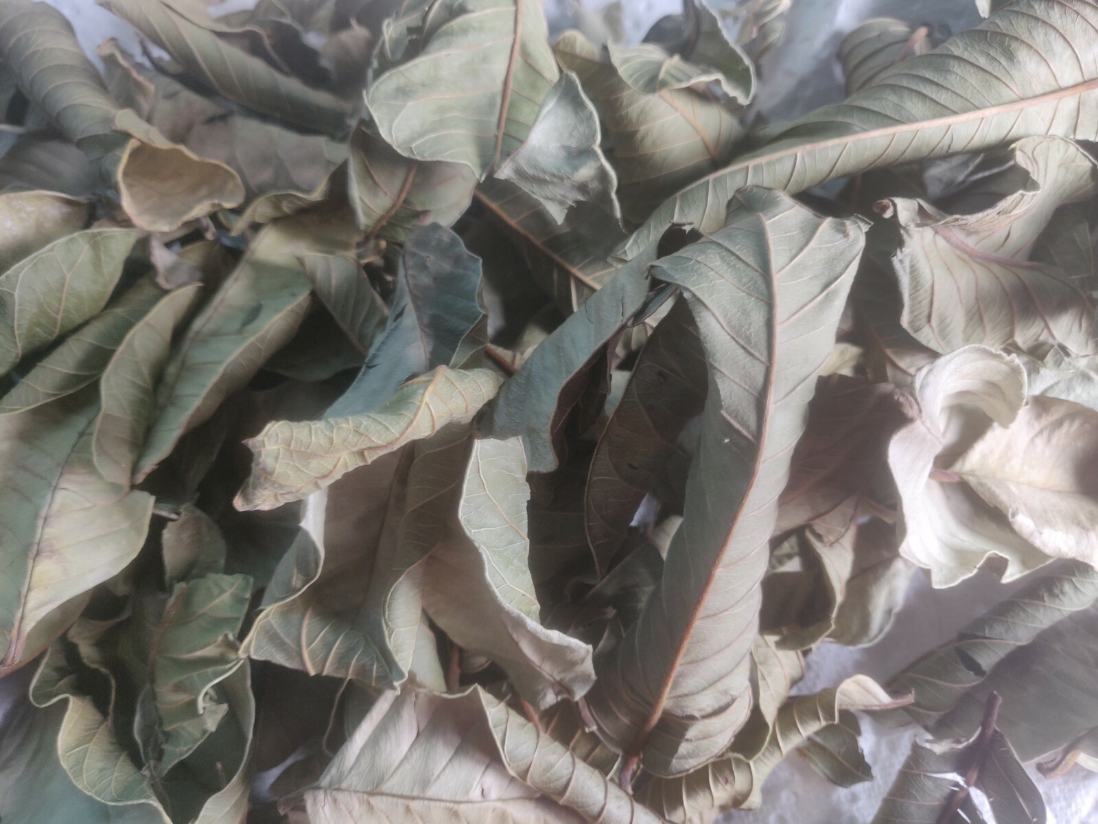50 HOJAS DE GUAYABA ORGANICAS SECAS-50 ORGANIC DRY GUAVA LEAVES