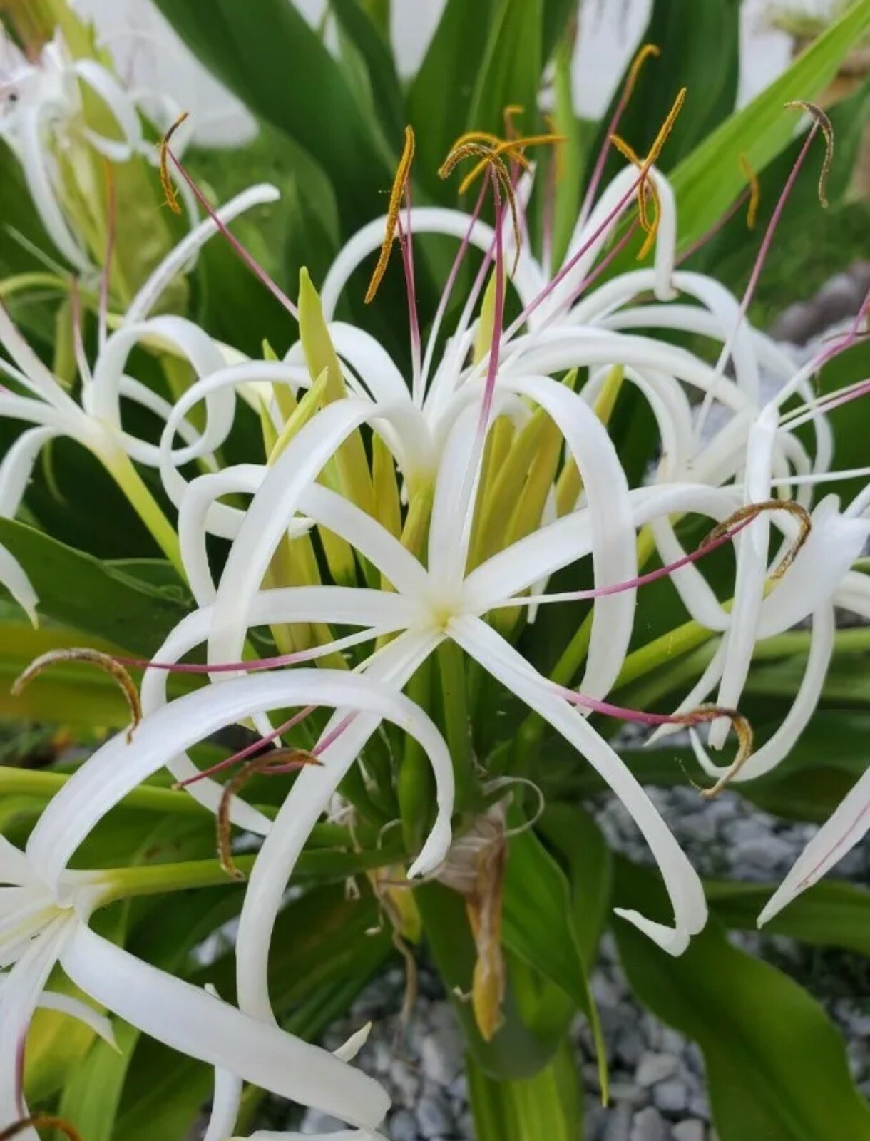 Crinum Lily, C. Asiaticum, Giant White Spider Lily (1) Rooted Starter Plants.