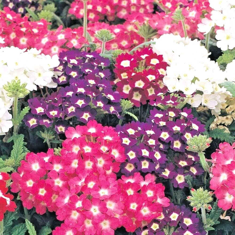 201+VERBENA MIX Flower Seeds Groundcover Hanging Baskets Container Flower Garden