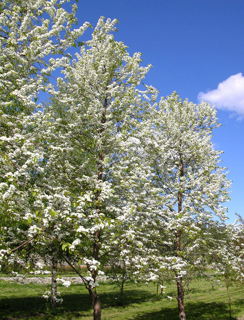 Fire Cherry | Premium Seeds | Prunus pensylvanica ‘Fruit’ | Plants’®
