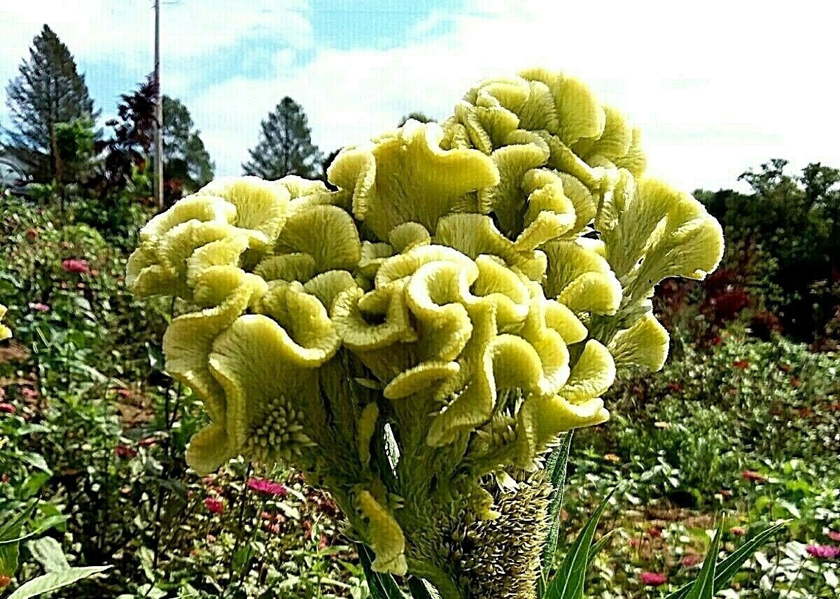 Pale Yellowish Green Brain Celosia – 25 Seeds – 4 ft tall – Comb. S/H