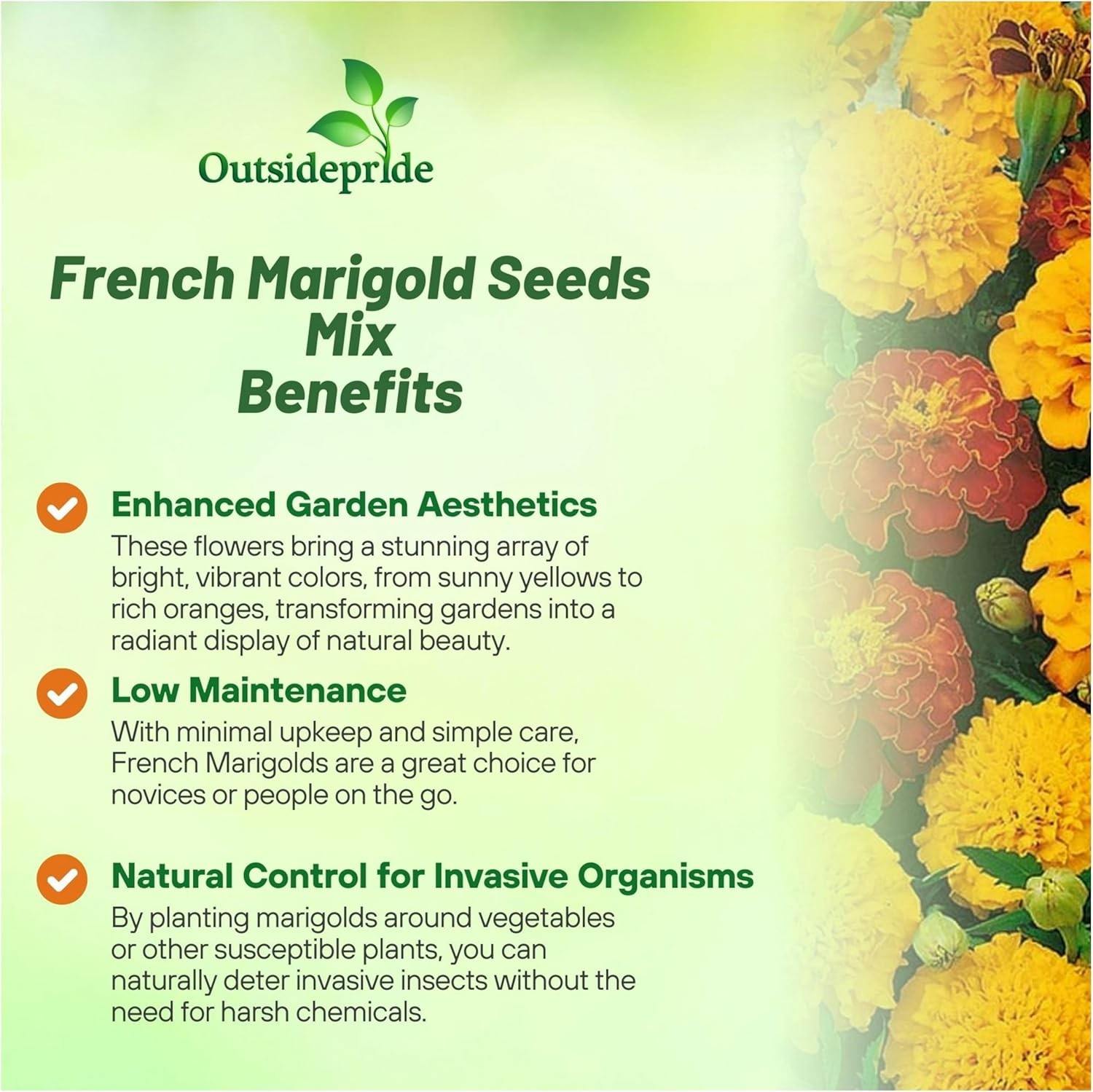 1000 Seeds Marigold Seeds For Planting – Tagetes Patula Flower Seed Mix