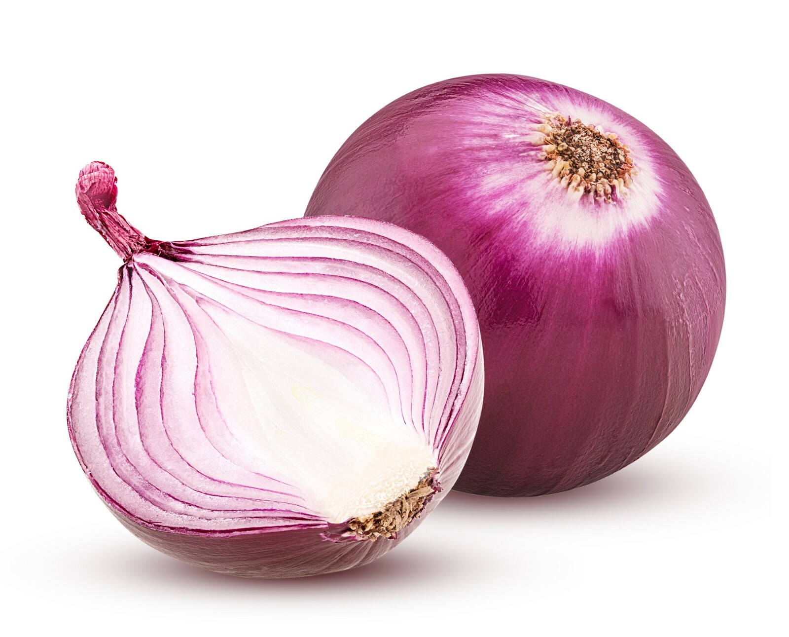 1000 Red Burgundy Onion – Heirloom Non-GMO Onion Seeds – Mild and Sweet!