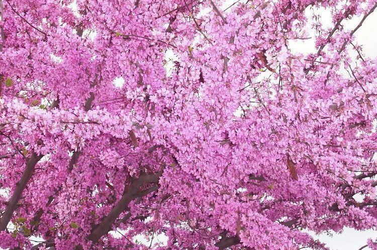 Cercis Occidentalis 25 Seeds, Western Redbud Cold Hardy Flowering Shrub Or Tree