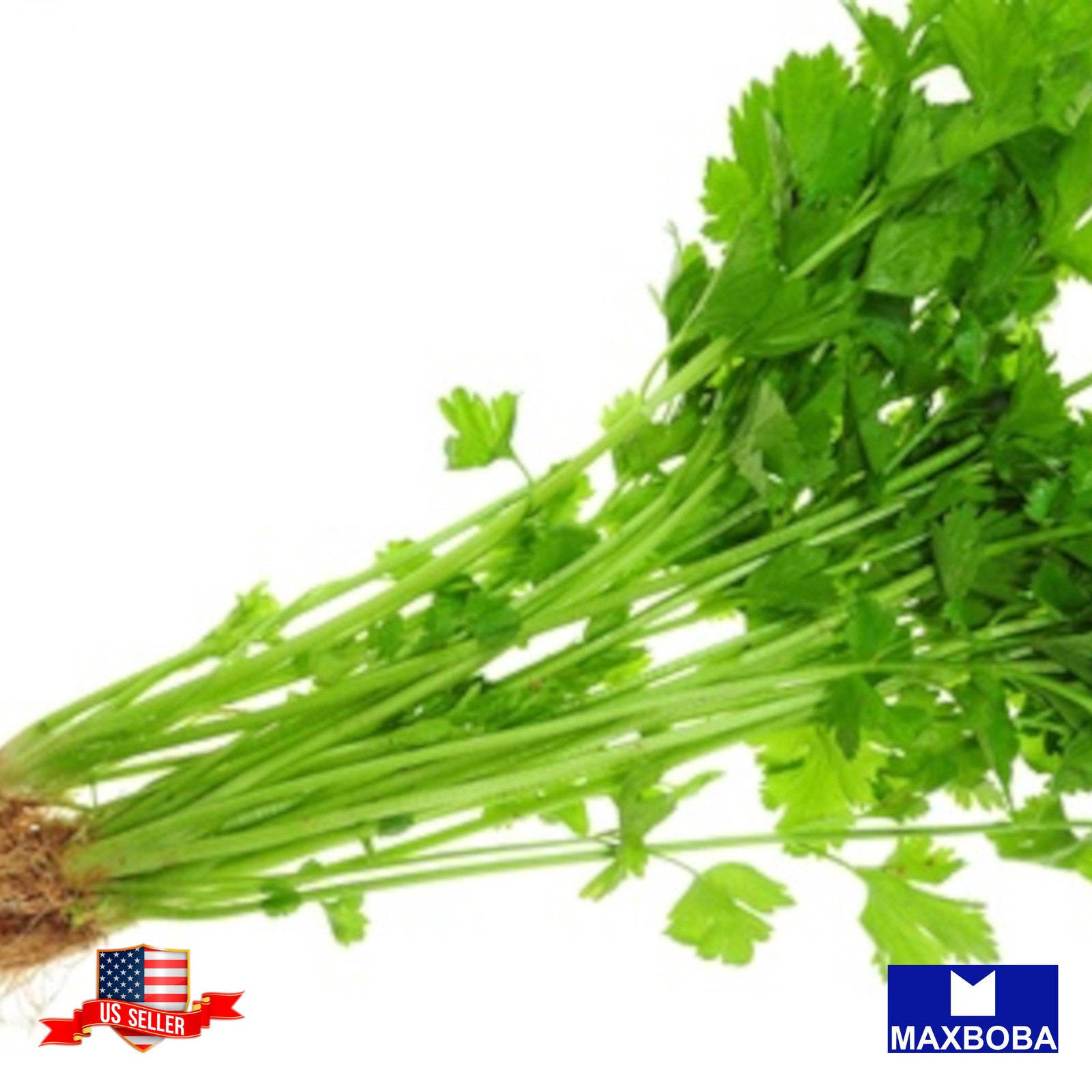 250 Leisure (aka) Cilantro Seeds Chinese Parsley Non-GMO Heirloom BTGO 75% OFF