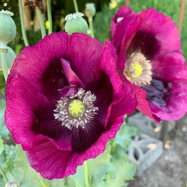 1,500 – 5,000 Stratified Lauren Springer’s Grape Papaever Somniferum Poppy Seeds