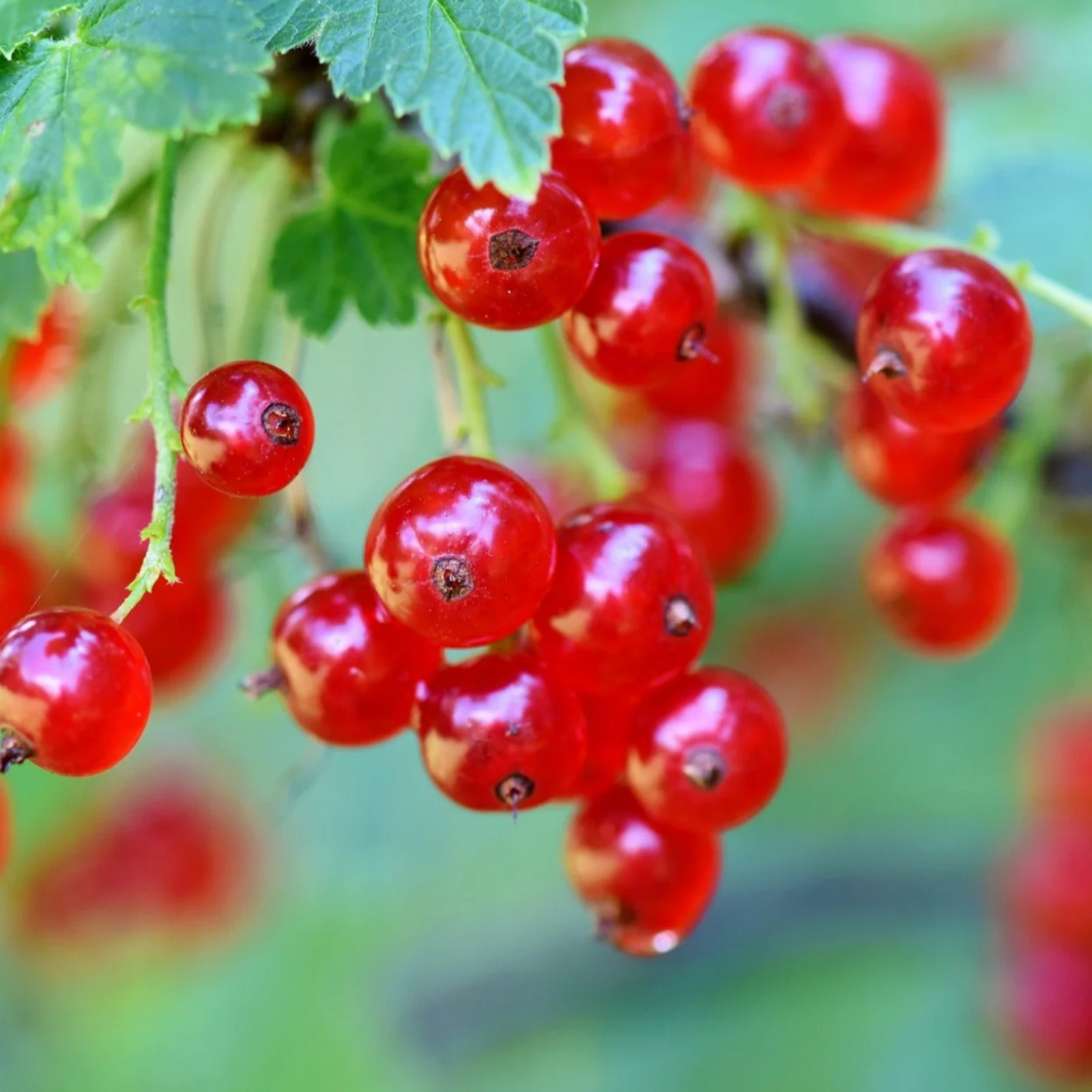 Red Currant “Cherry Red” Rooted plant, 6-12″ tall, 1 year old