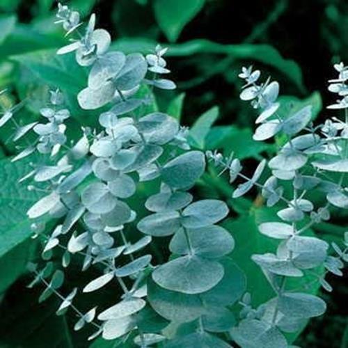 Eucalyptus Seeds for Planting (50 Seeds) – Popular for Cut and Flowers and Decor